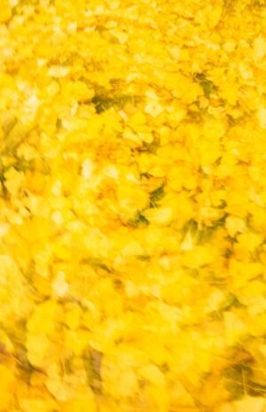 Camino por Ecoparque