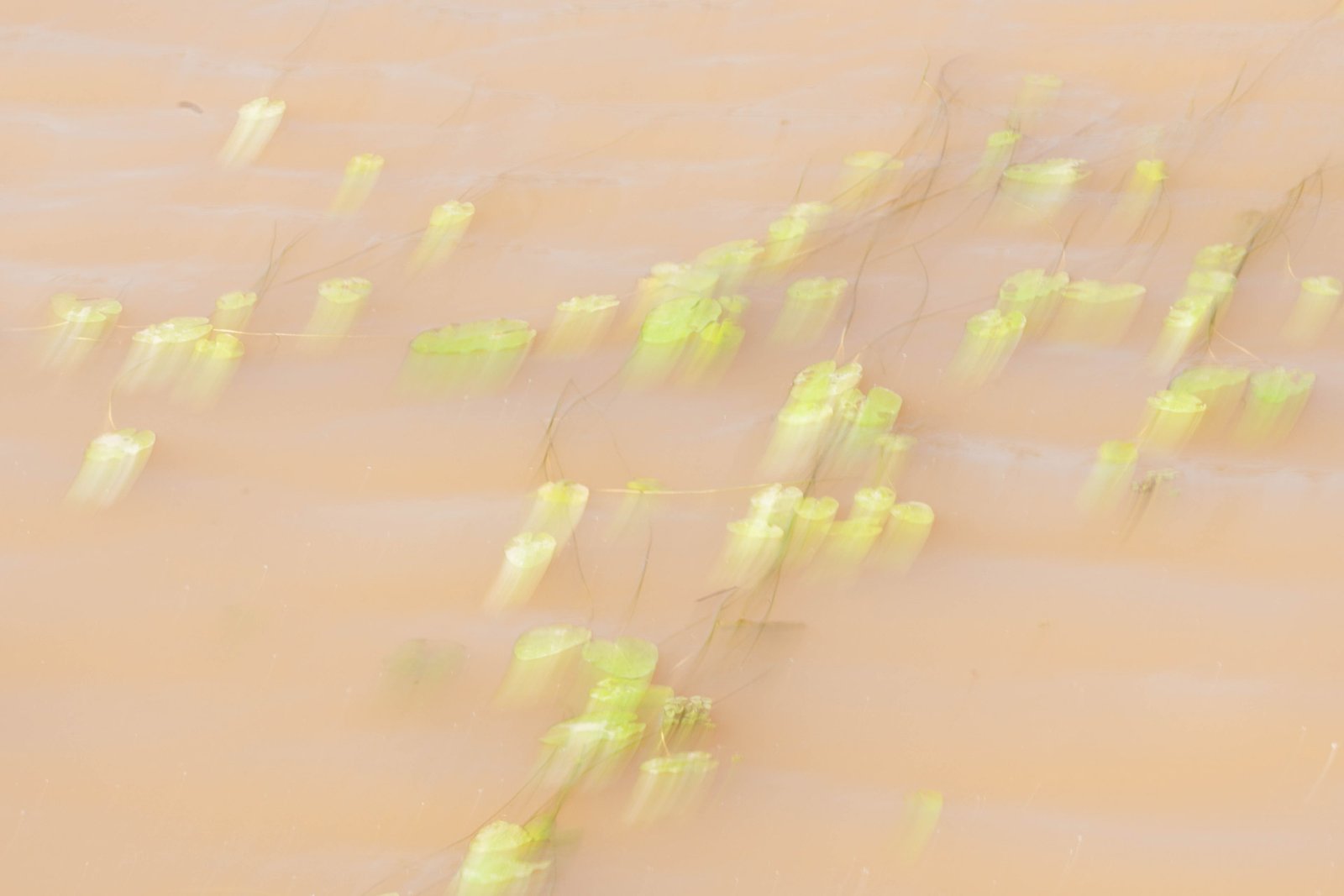 art abstracto horizontal