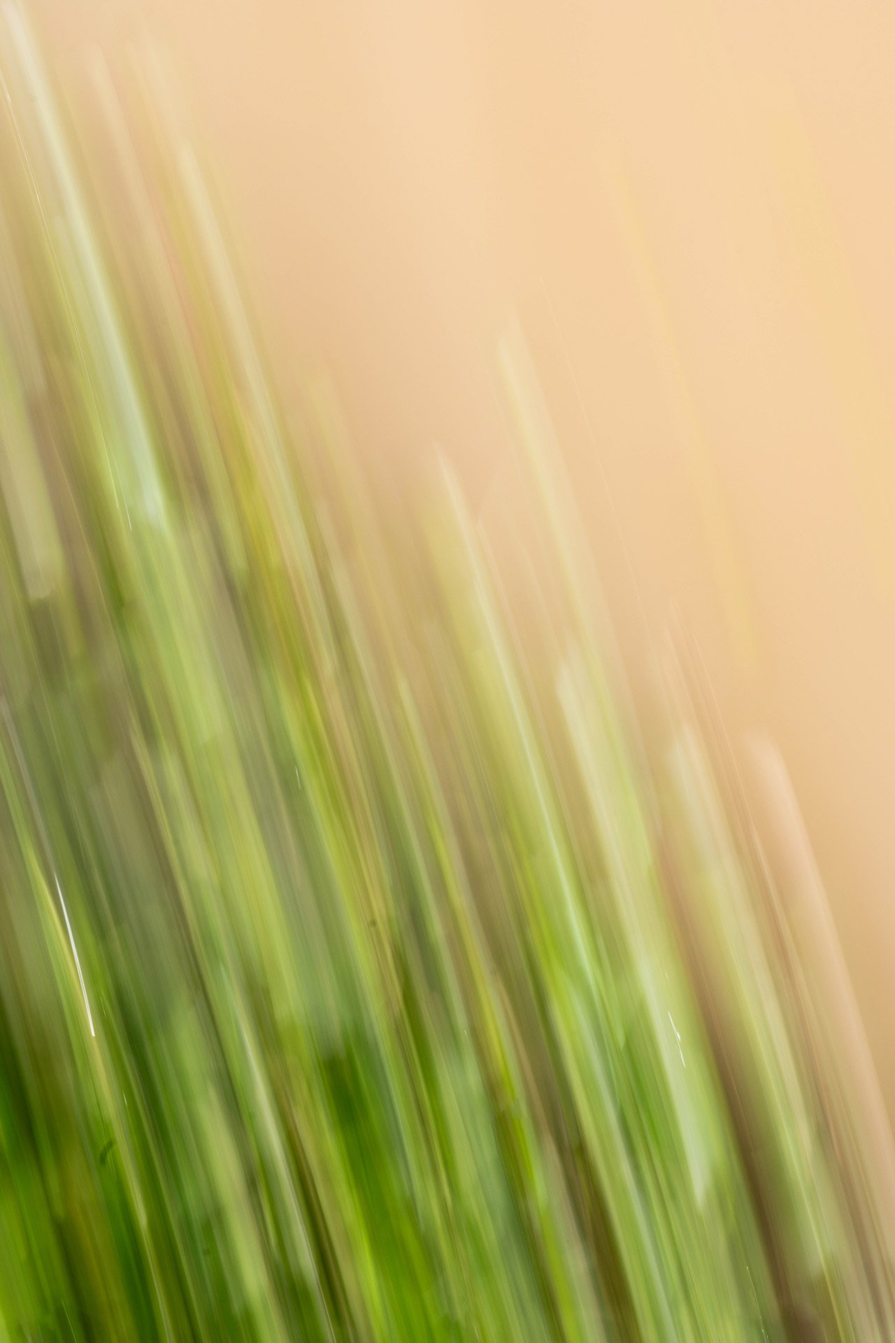 Reflejos en disolución