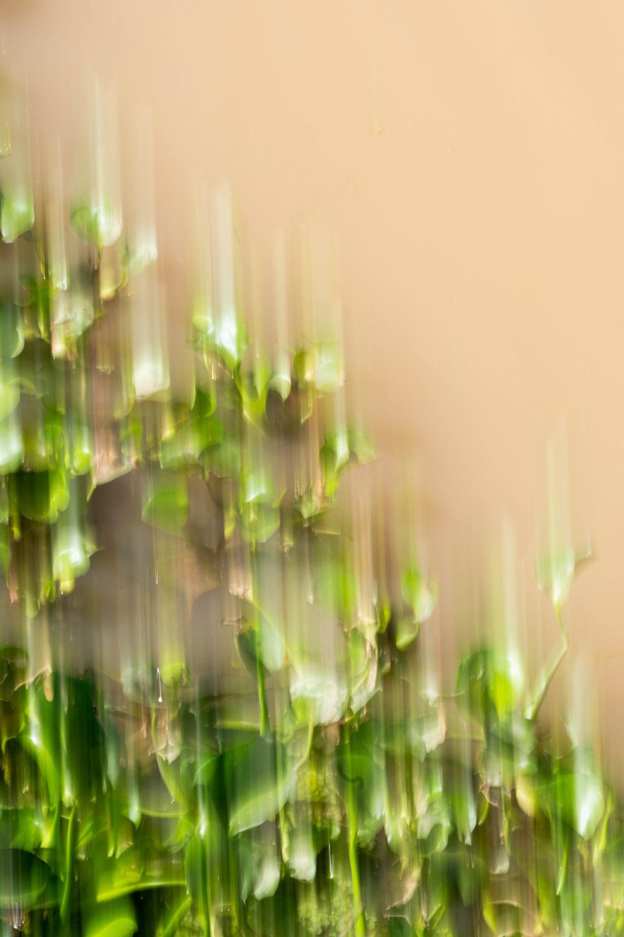 Reflejos en disolución