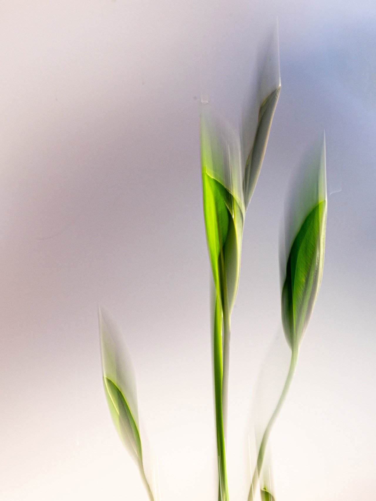 Reflejos en disolución