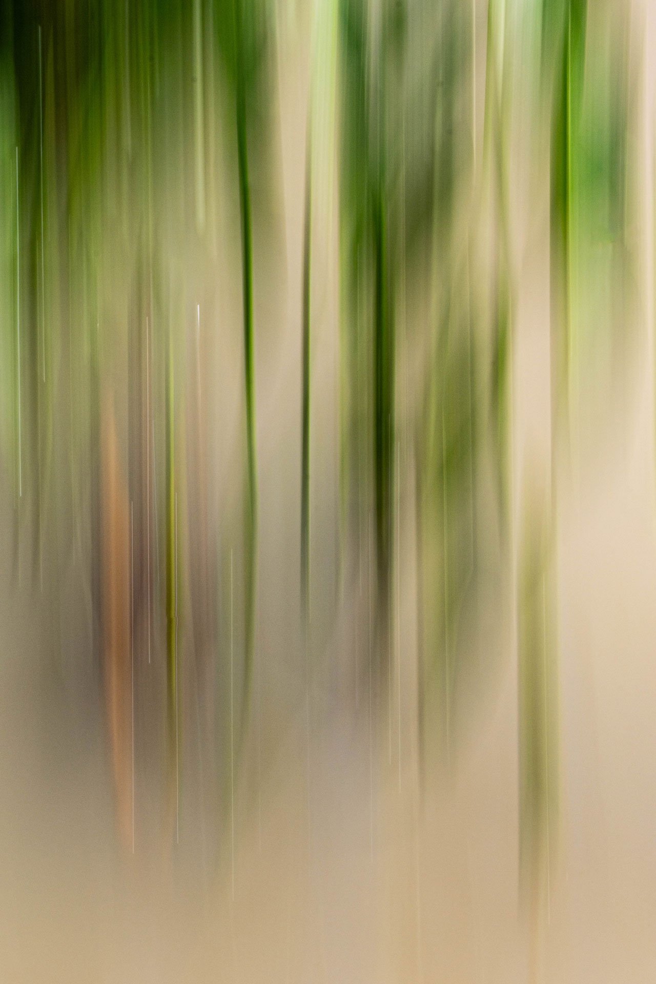 Reflejos en disolución