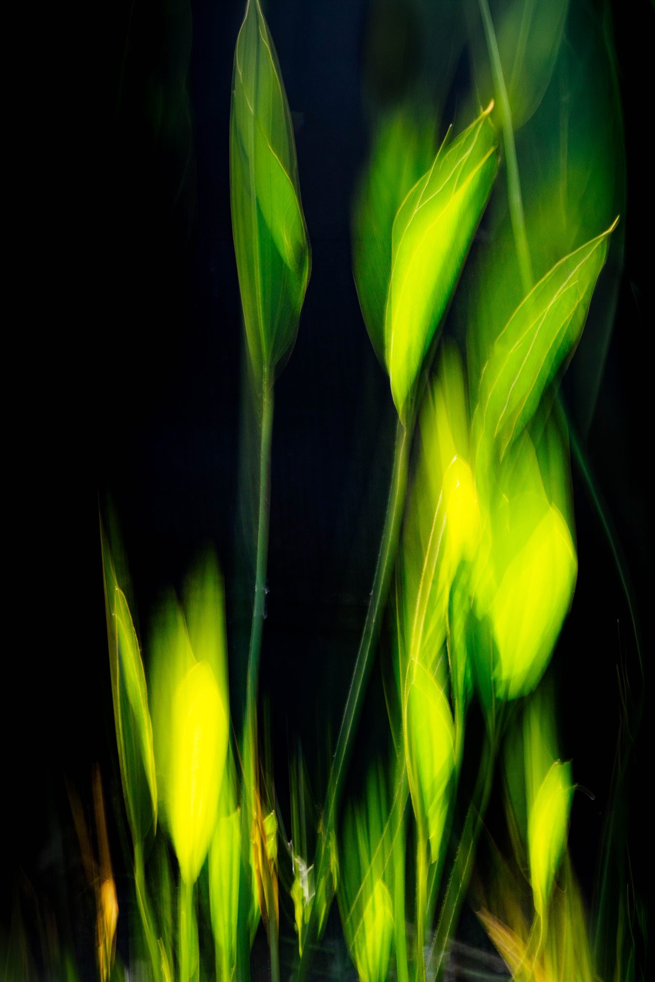 Reflejos en disolución