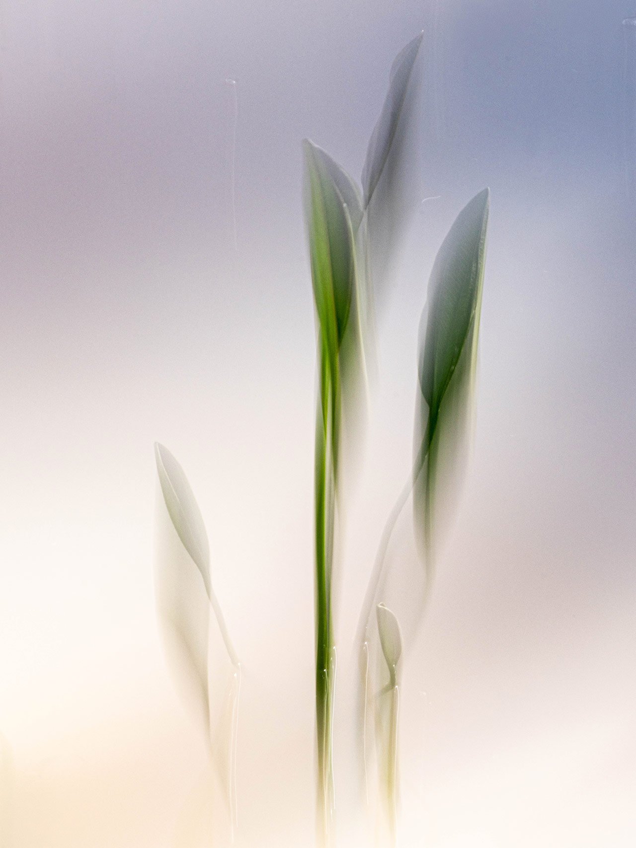 Reflejos en disolución