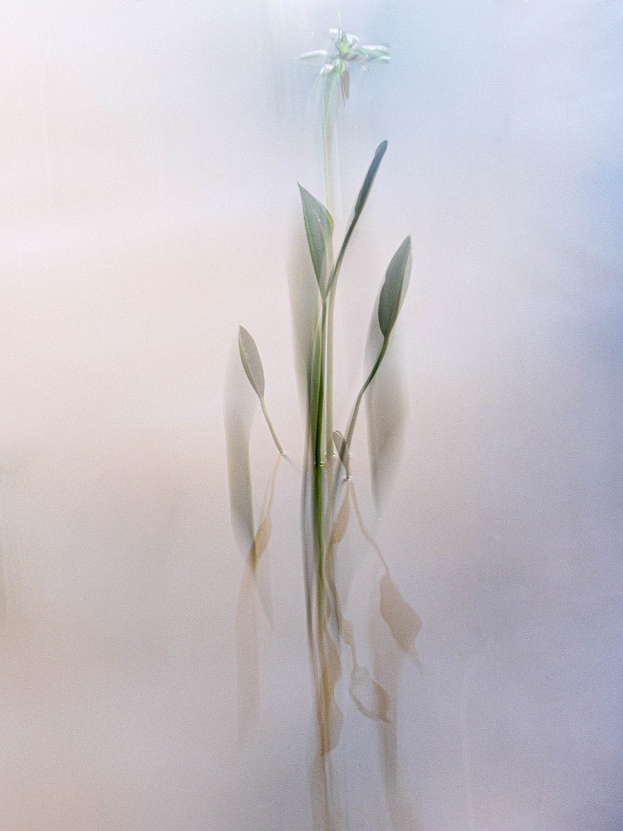 Reflejos en disolución