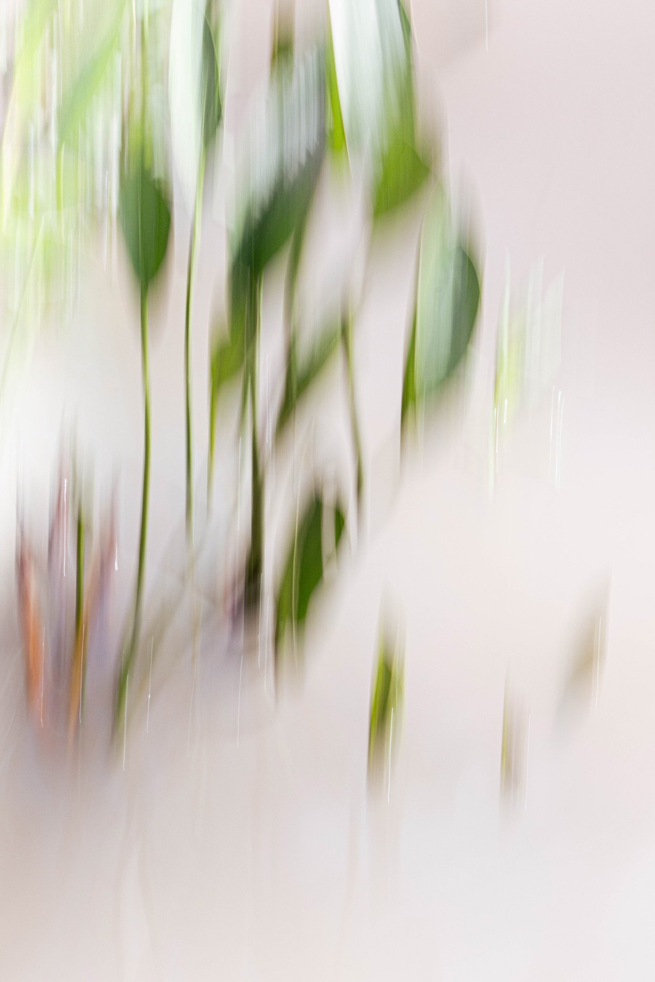 Reflejos en disolución